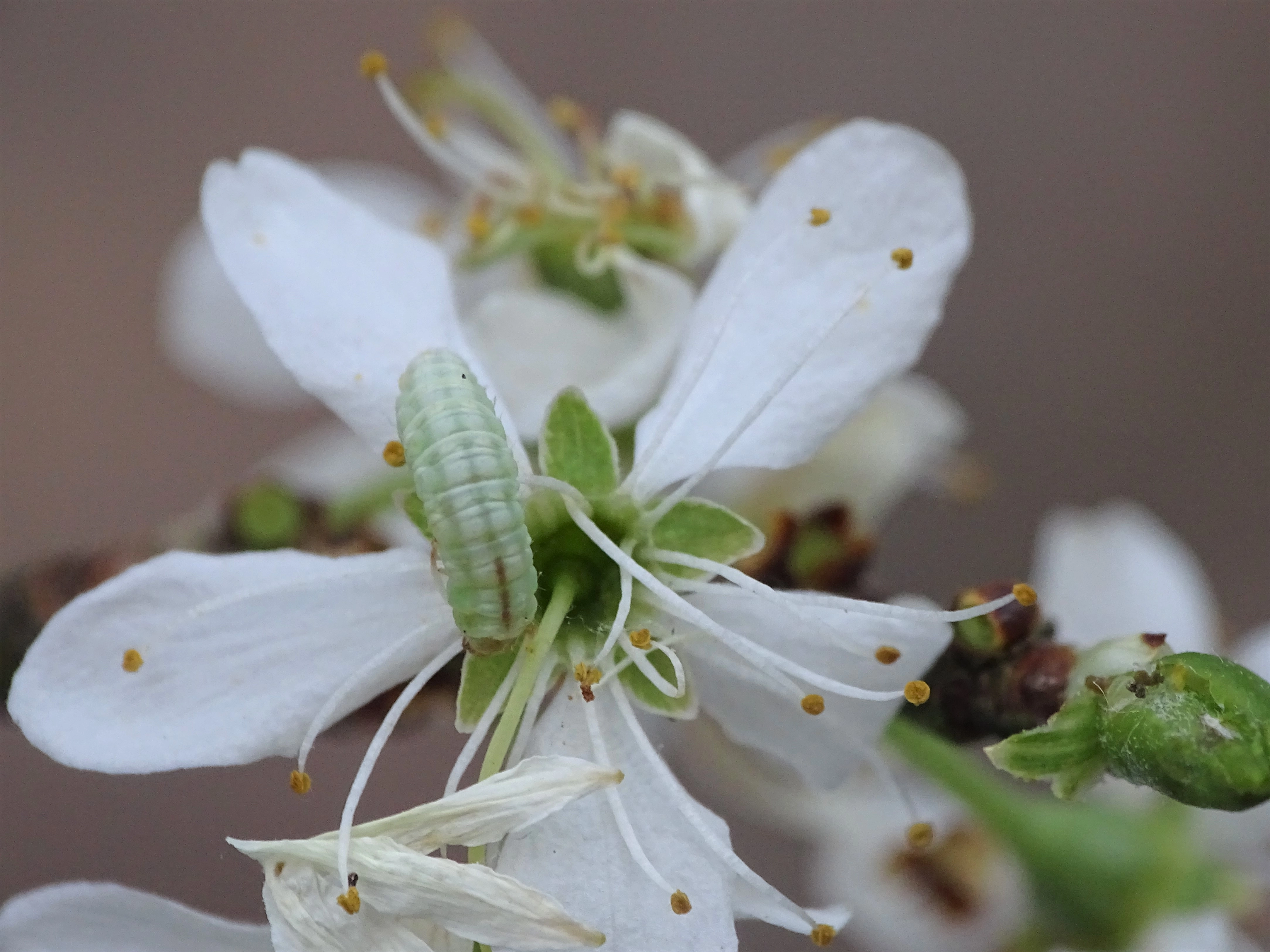 Sleedoorndwergspanner Pasiphila chloerata rups Jelle Jacobsen 10042018.jpg